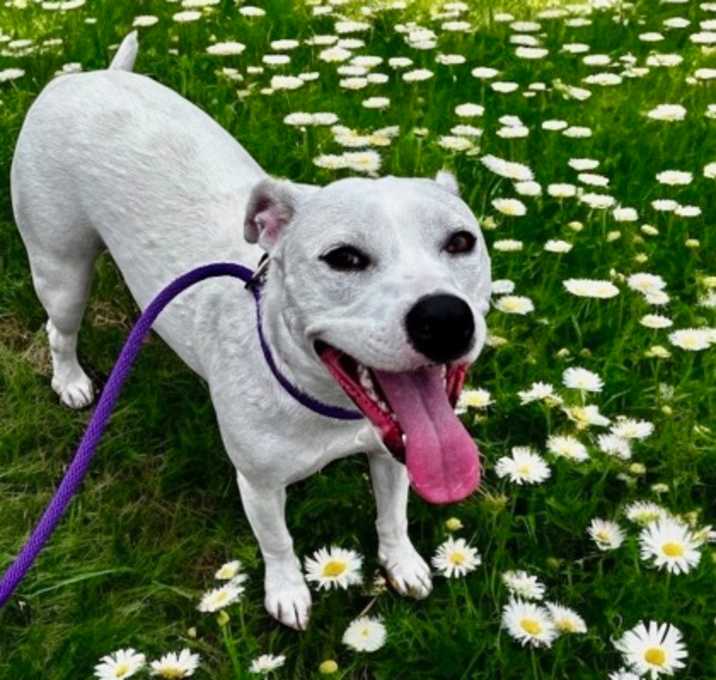 Photo of Daisy