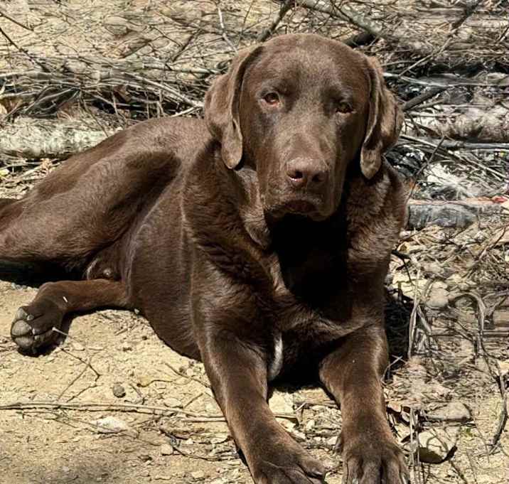 Photo of Otis Gentle Giant