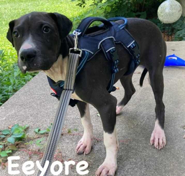 Photo of Eeyore
