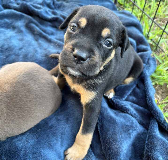 Photo of Latka