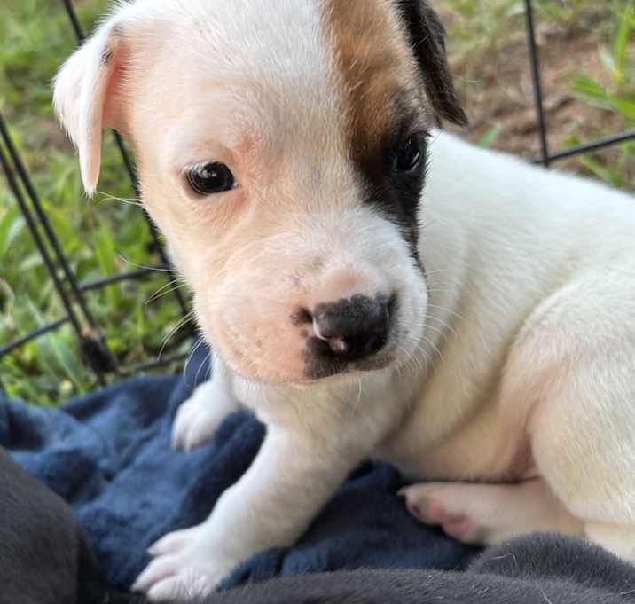 Photo of Tater Tot 2.0