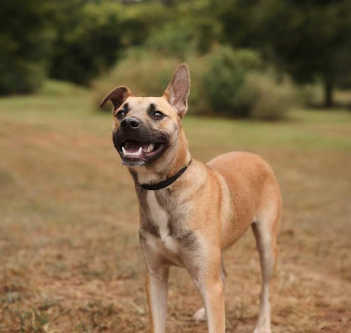 Photo of Scout