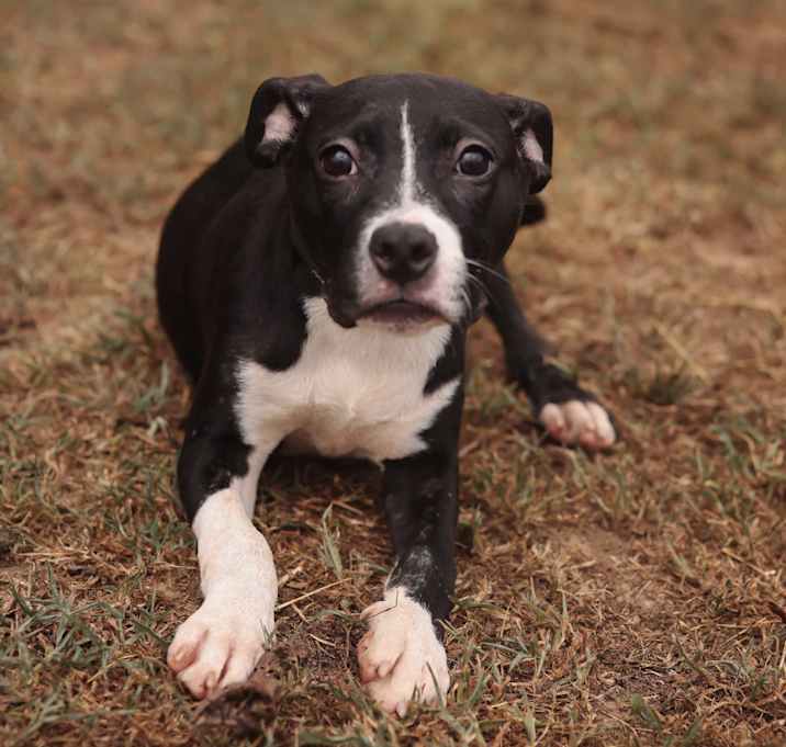 Photo of Ace 2.0~adopted!