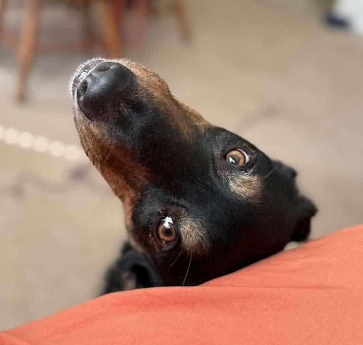 Photo of Blackie