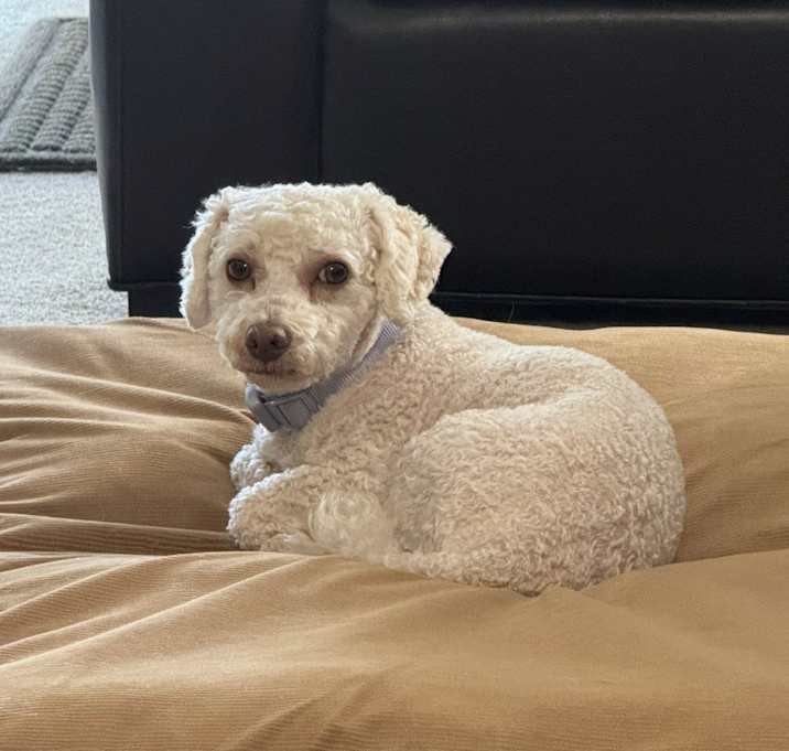 Photo of Louie