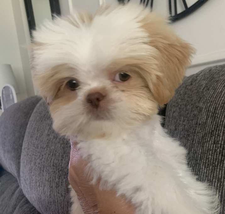 Photo of Bella