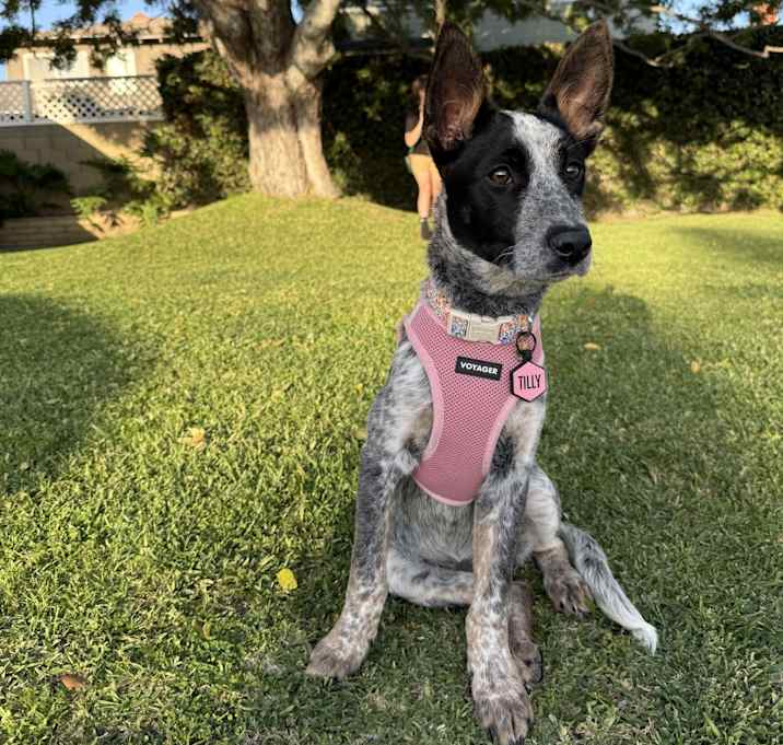 Photo of Tilly