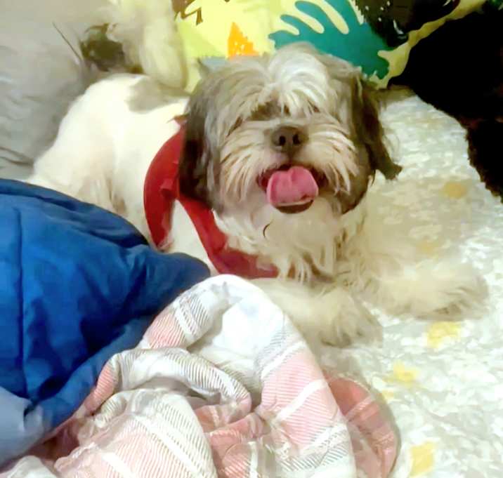 Photo of Oreo NEEDS A FOSTER URGENT
