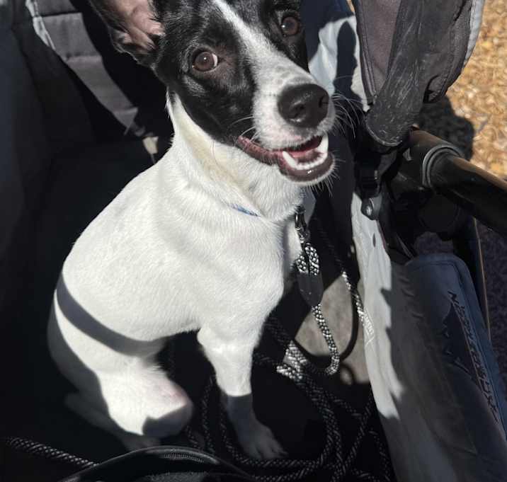 Photo of Romeo