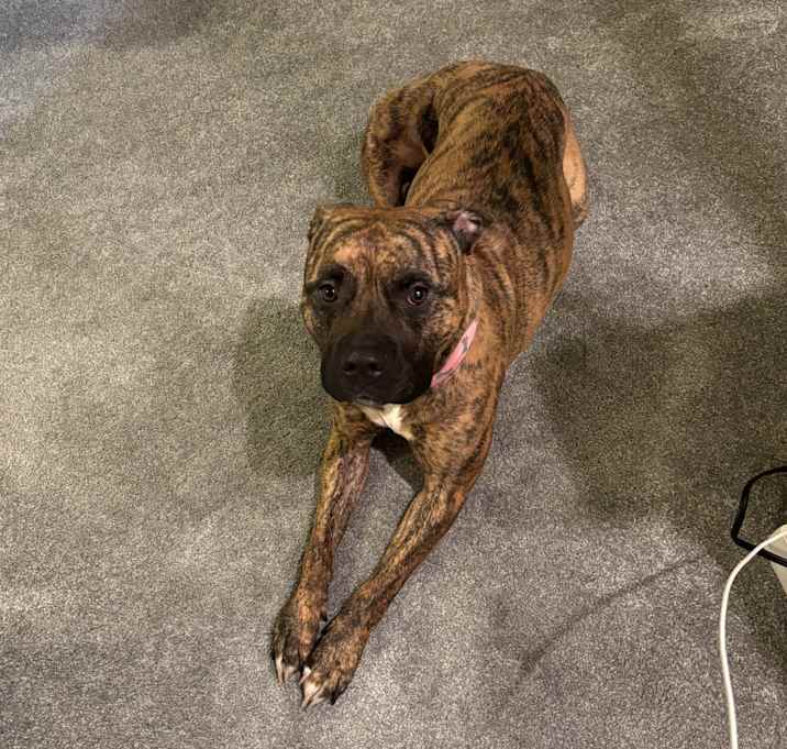 Photo of Shadow