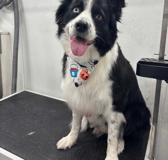 Photo of Tobi