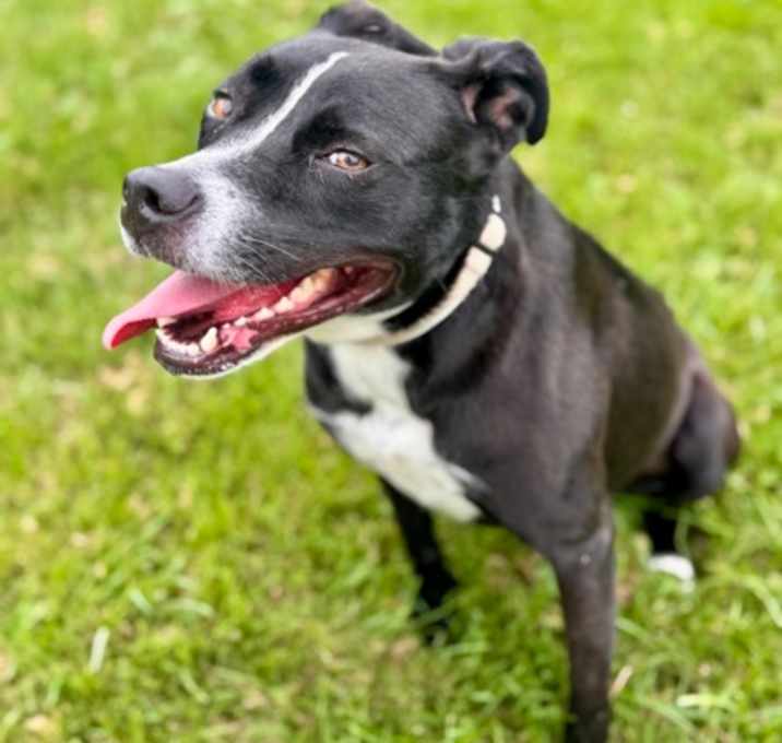 Photo of Daisy aka Giblet