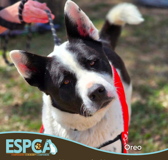 Photo of Oreo