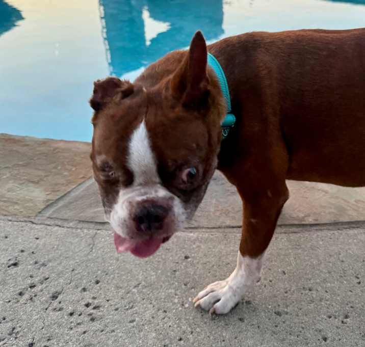 Photo of Bugsy
