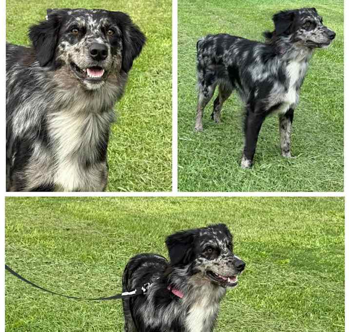 Photo of Trixie