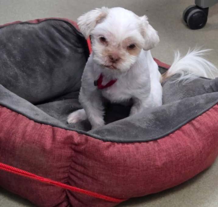 Photo of Pixie-in foster home