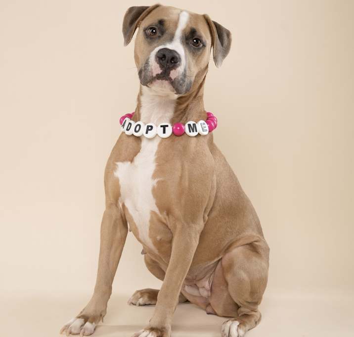 Photo of Stella