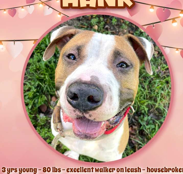 Photo of Hank