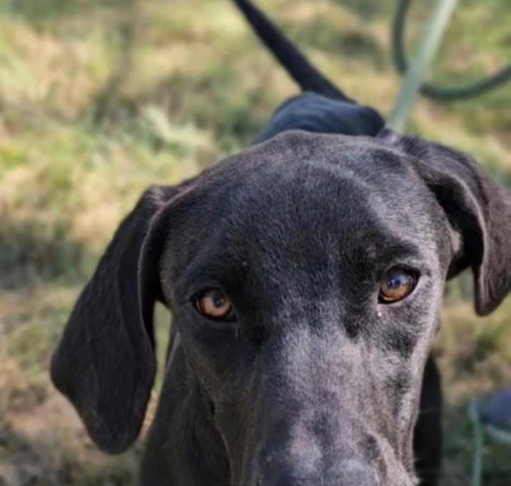 Photo of Crooks K9 7/18/25