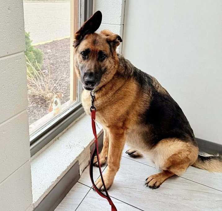 Photo of Roxee**FOSTER /FOSTER TO ADOPT/ADOPTER  NEEDED**