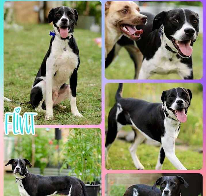 Photo of Flint