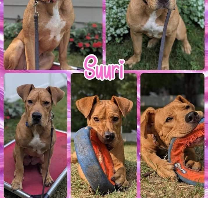 Photo of Suuri