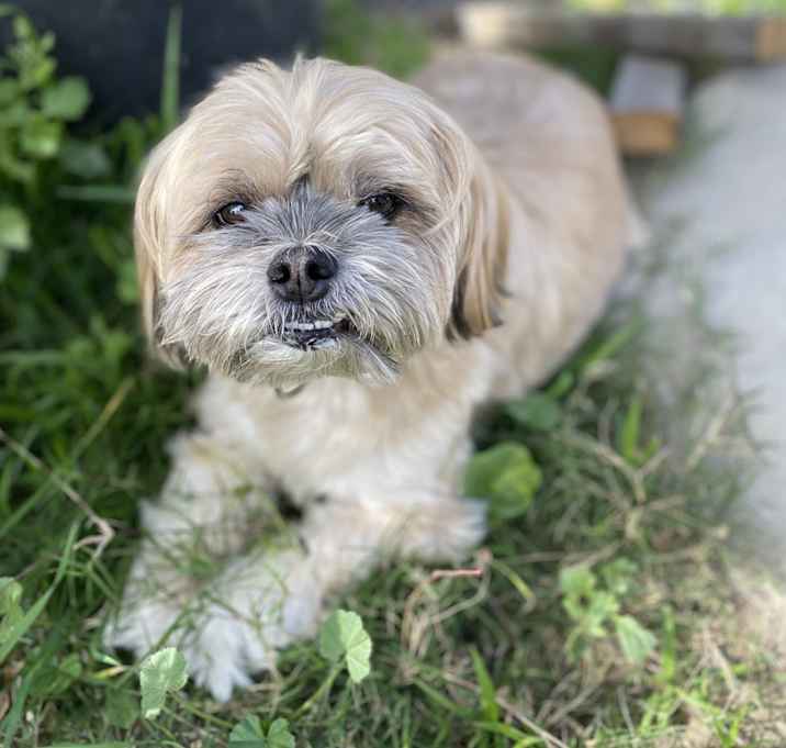 Photo of Milo