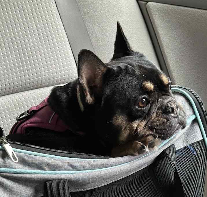 Photo of Laika
