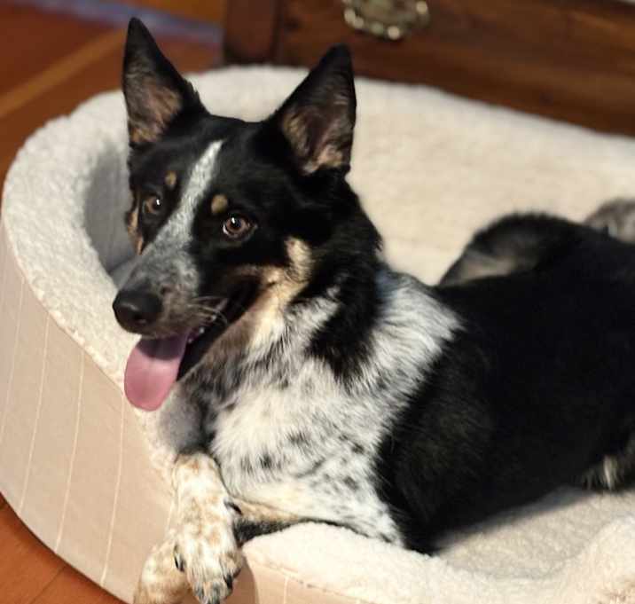 Photo of Willow
