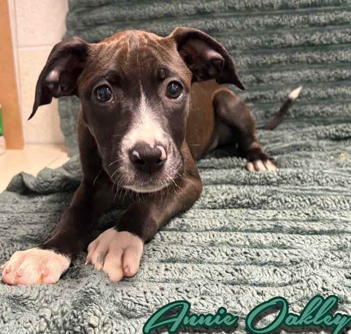 Photo of Annie Oakley