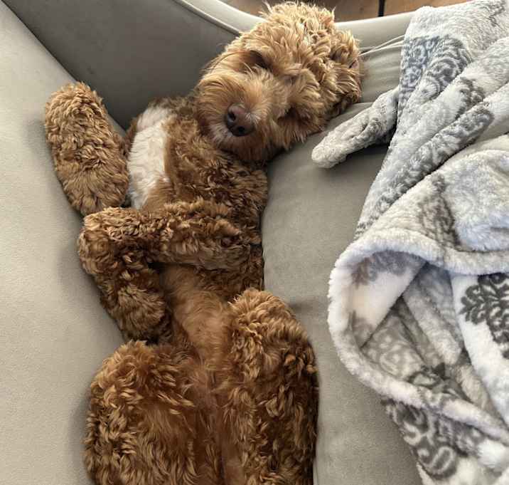 Photo of Alfie