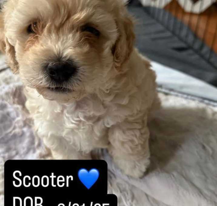 Photo of Scooter