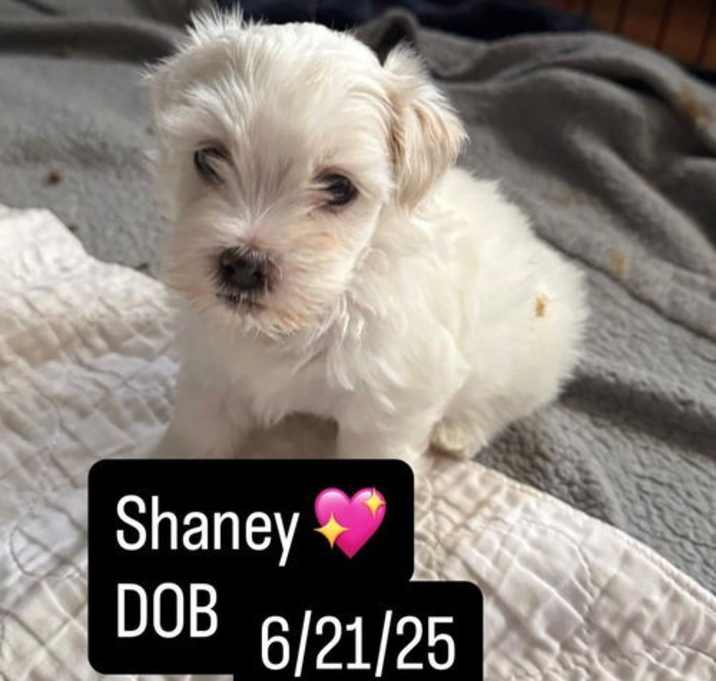 Photo of Shaney