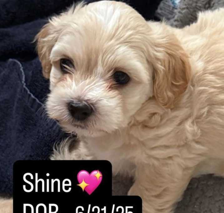 Photo of Shine
