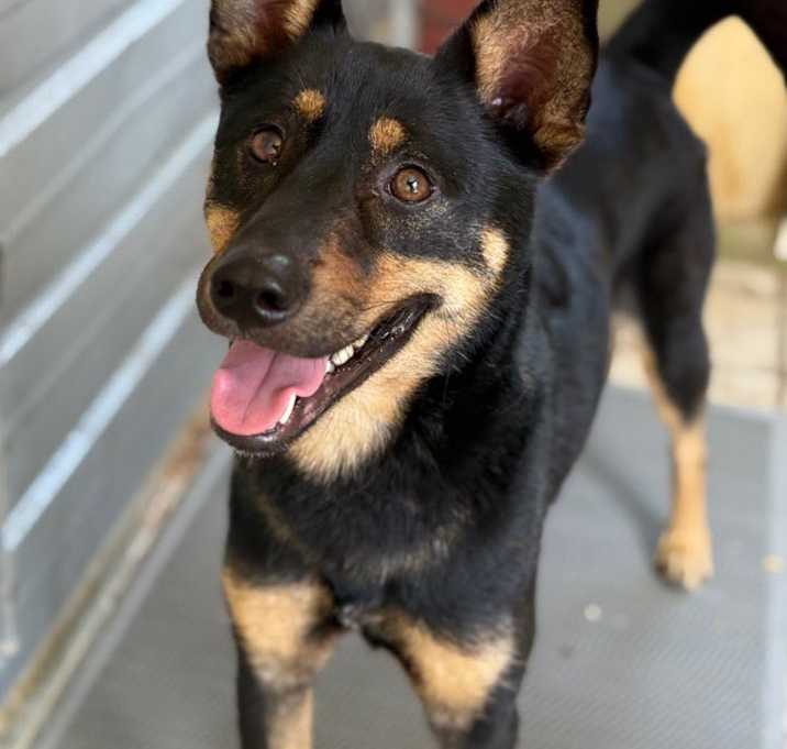 Photo of Kuku
