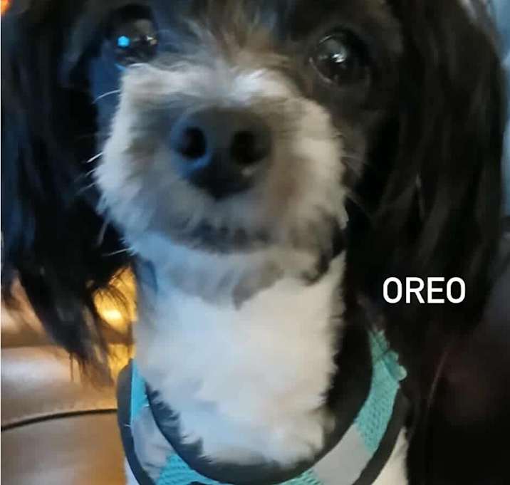 Photo of Oreo