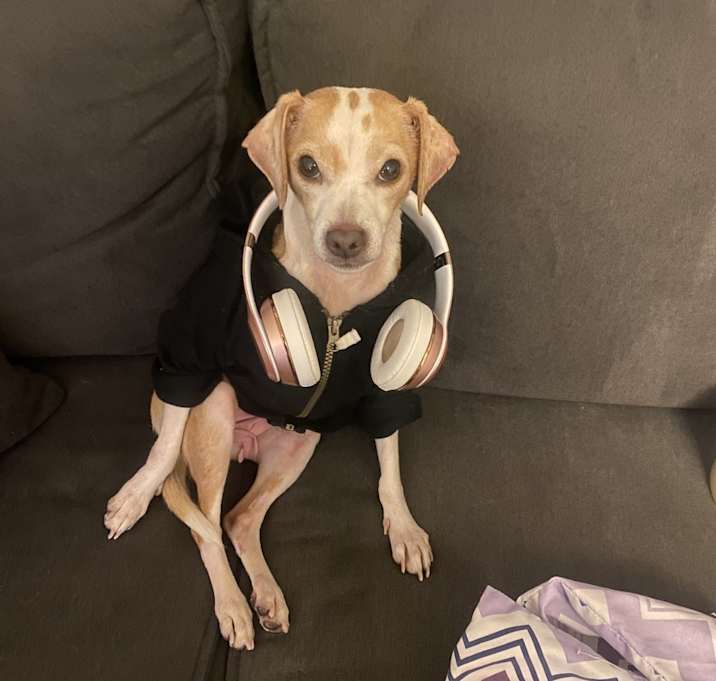Photo of Cookie