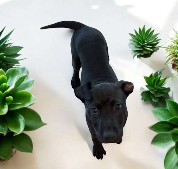 Photo of Dex