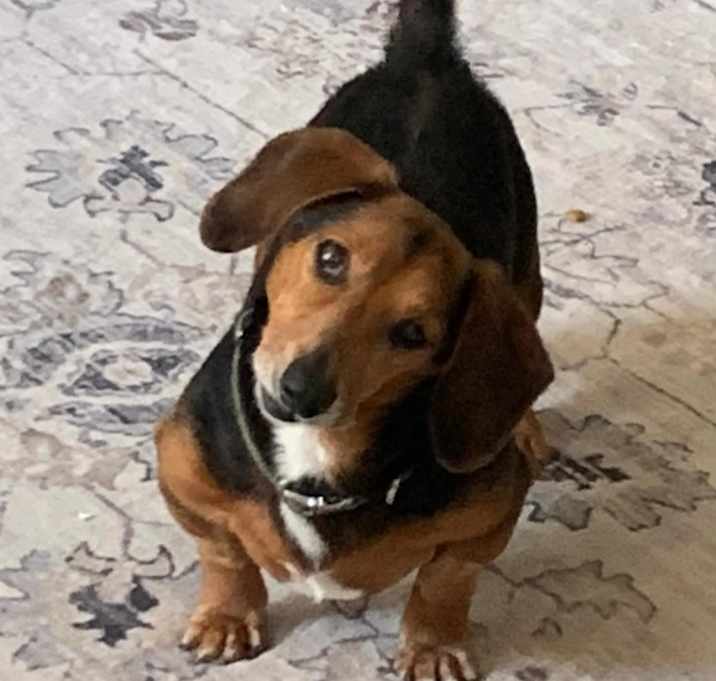 Photo of Joey