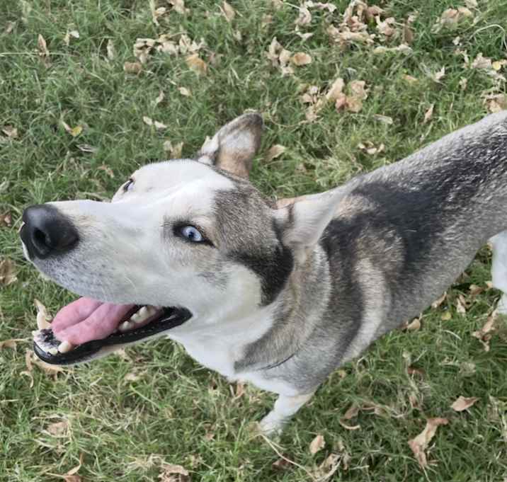 Photo of Blue