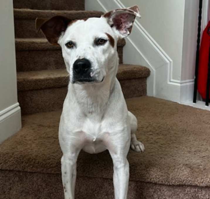 Photo of Piston. foster or adopter needed