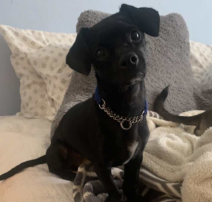 Photo of Chester