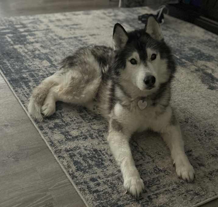 Photo of Daisy
