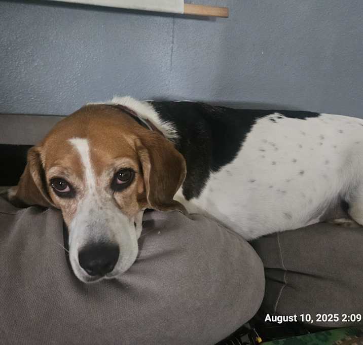 Photo of Hank