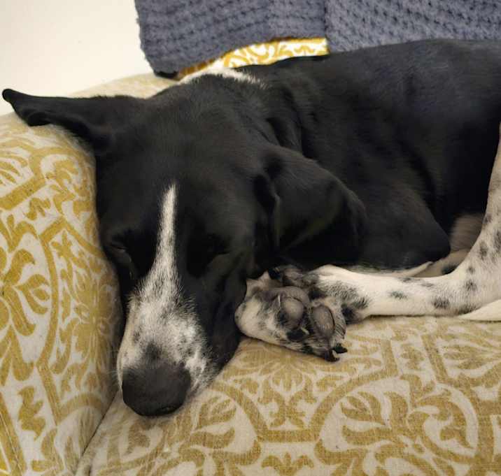Photo of Loki