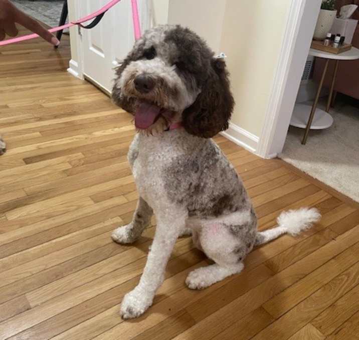 Photo of Sundae
