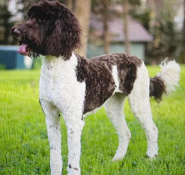 Photo of Ruby