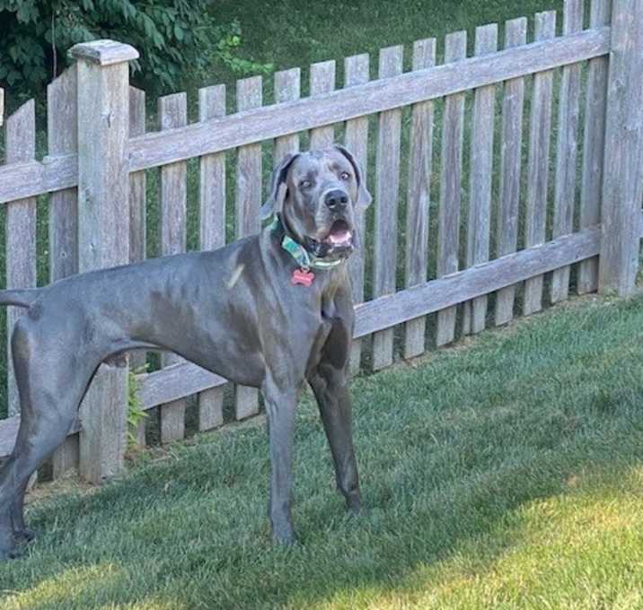 Photo of Kona