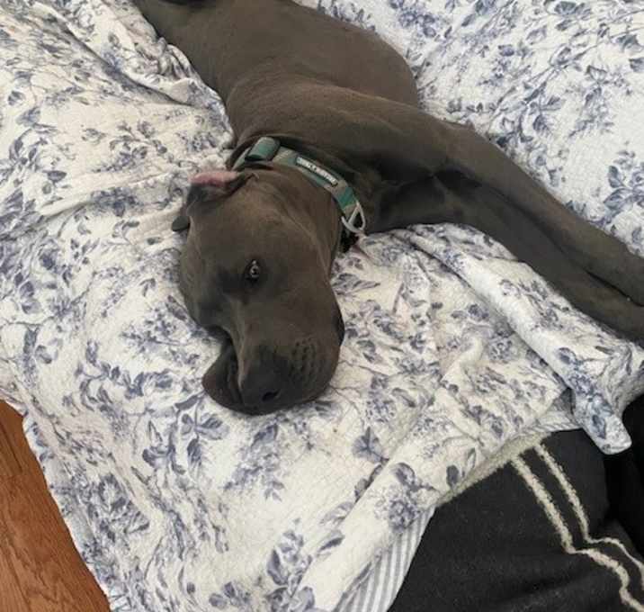Photo of Kona