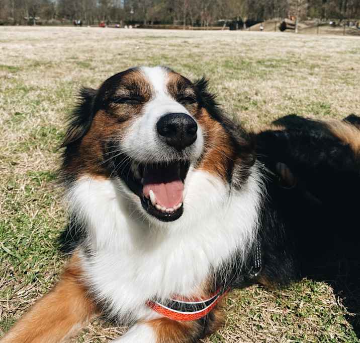 Photo of Bear
